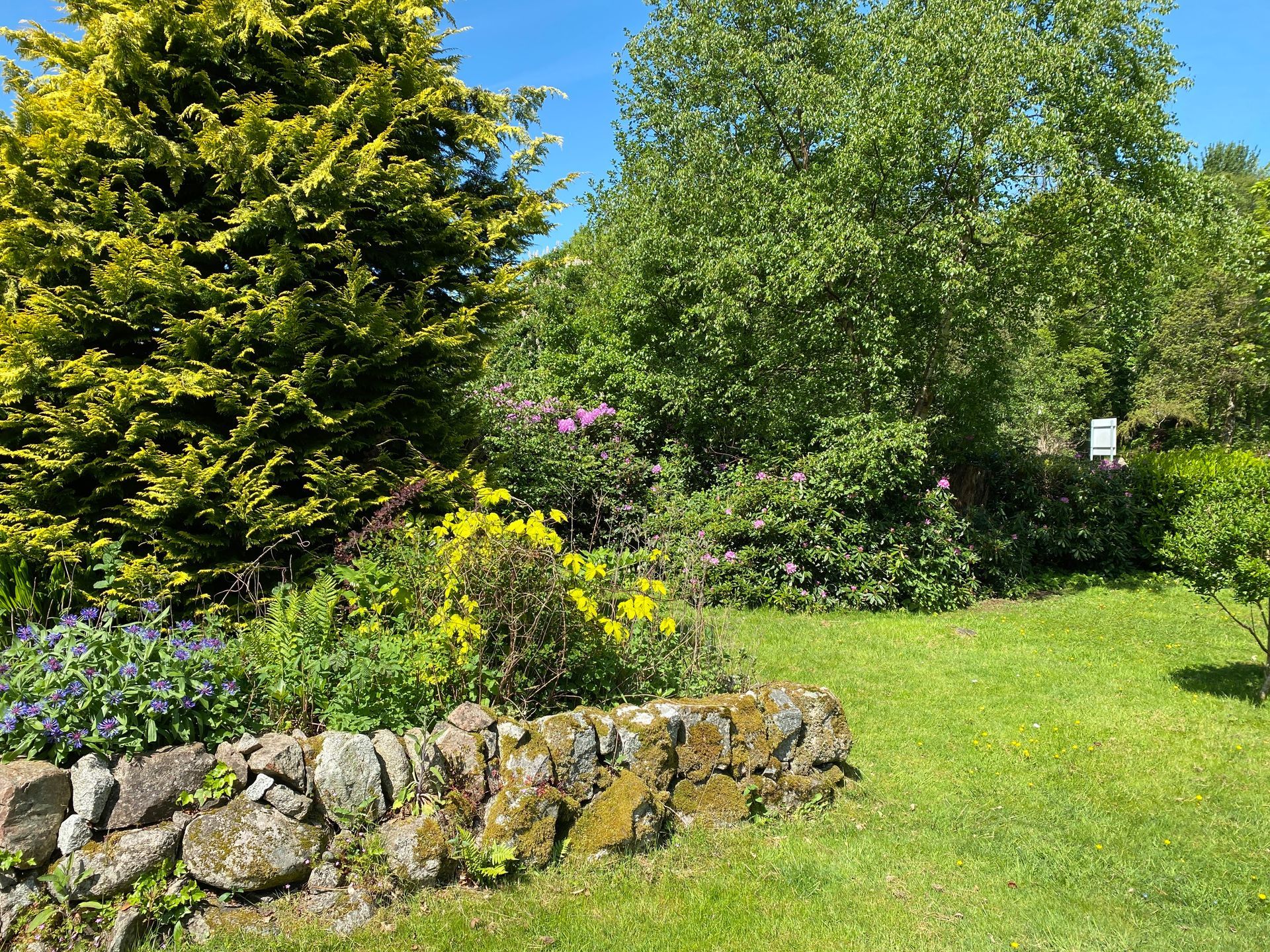 charming sunny garden with trees and flowers