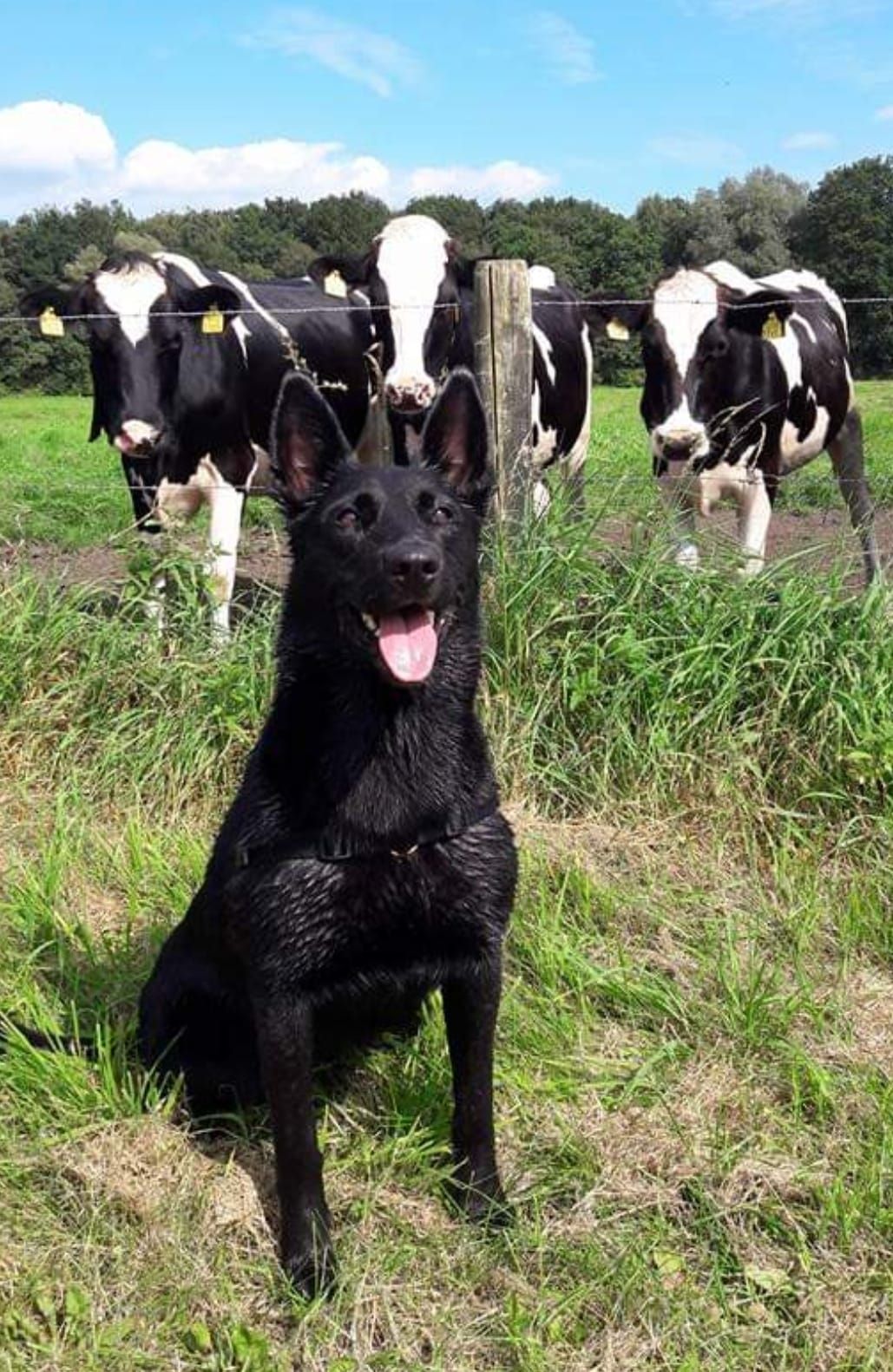 Zwarte hond zit in een veld tussen zwart-witte koeien.