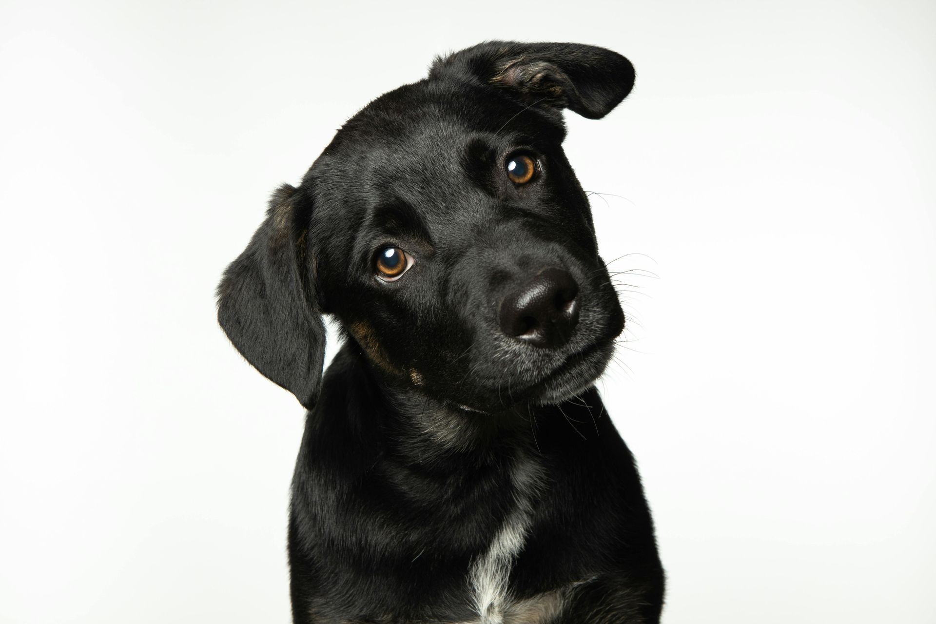 Zwarte hond met schuin gehouden kop, bruine ogen en witte borst, tegen een witte achtergrond.