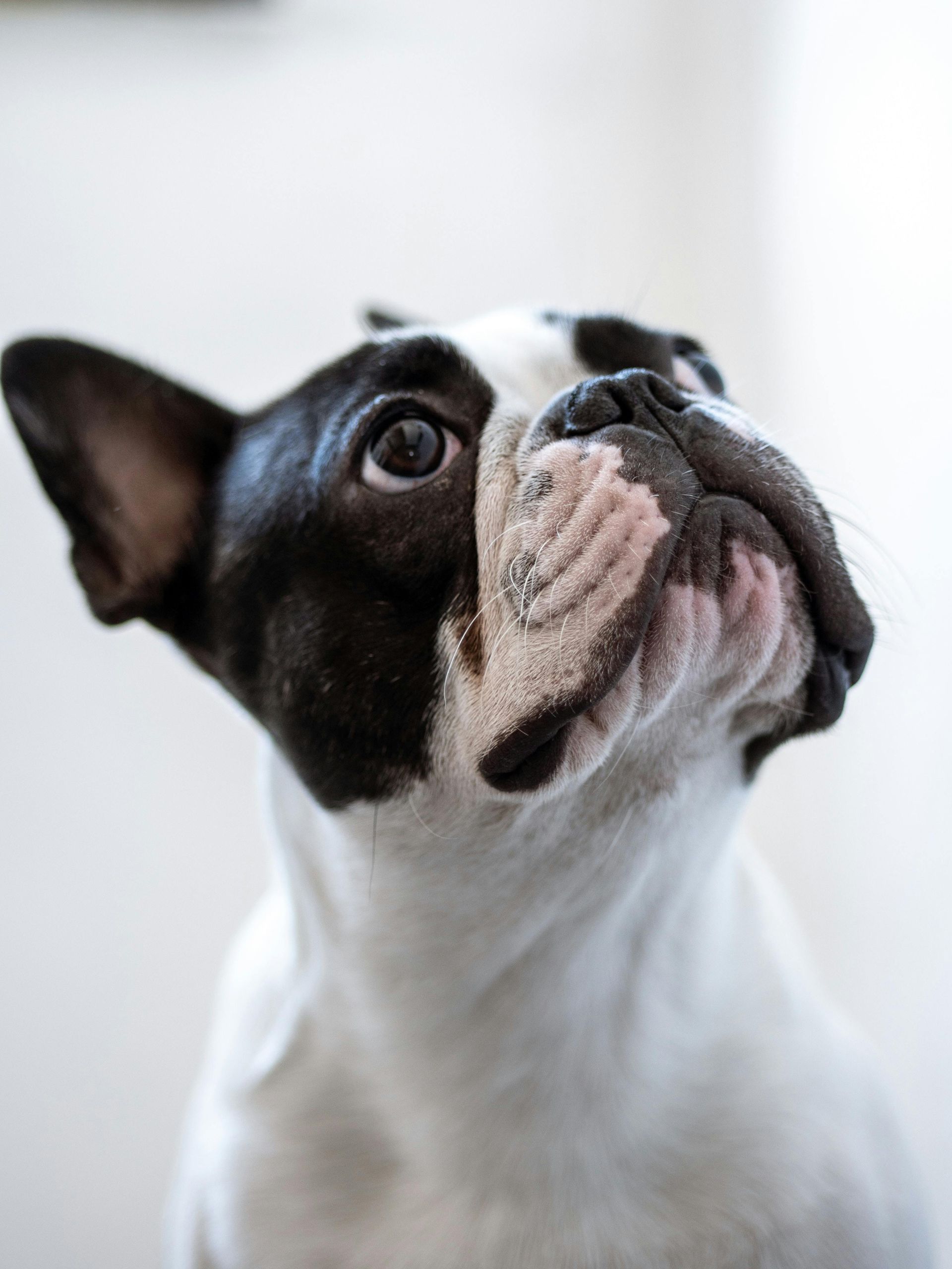 Een zwart-witte Franse bulldog kijkt nieuwsgierig omhoog.