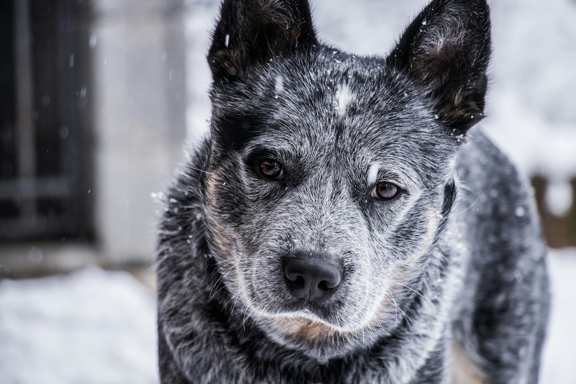 Een blauwe heeler hond in de sneeuw, bedekt met sneeuwvlokken, kijkt naar de camera.