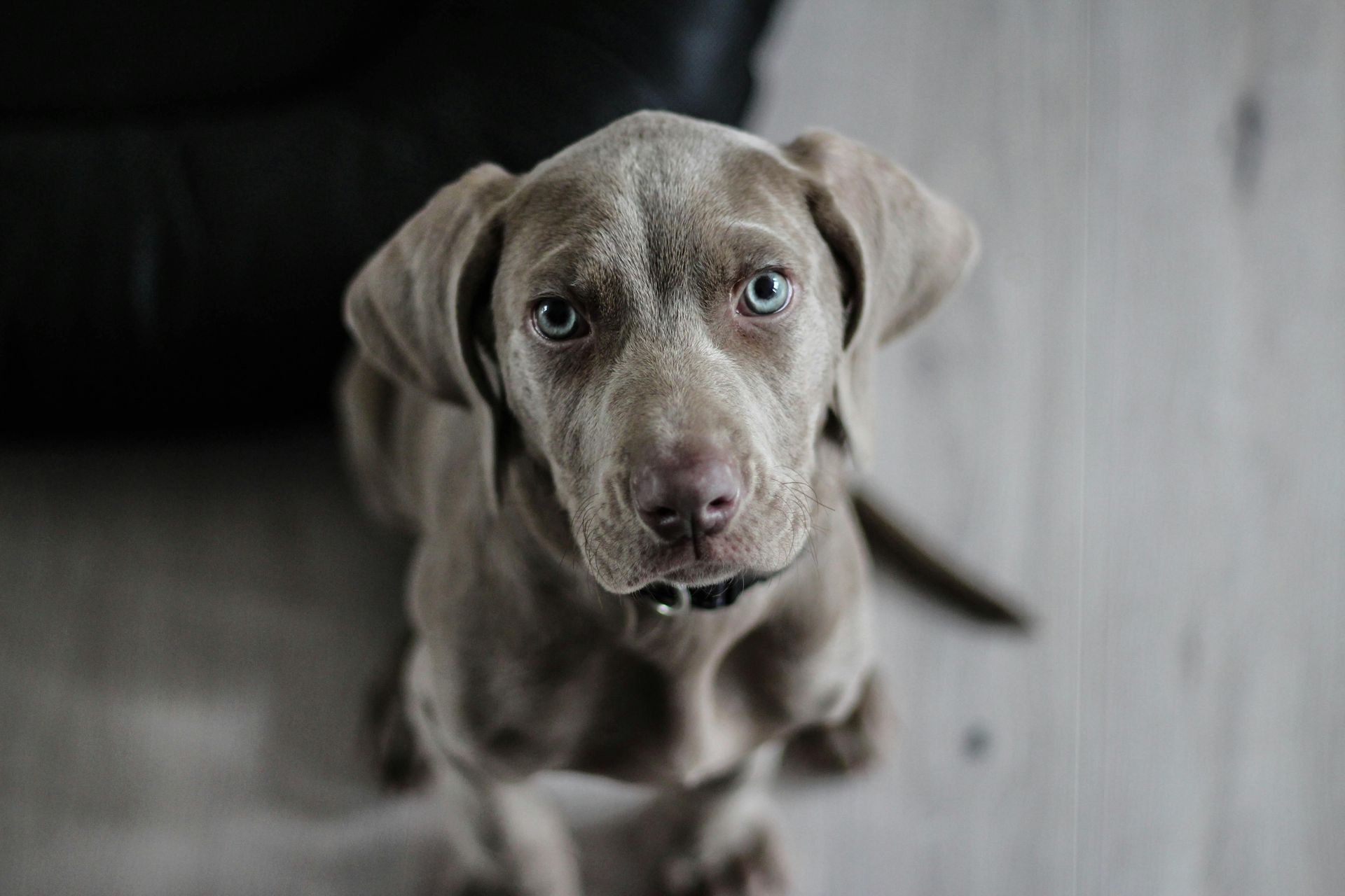 Weimaranerpuppy met grijze vacht en lichtblauwe ogen die omhoog kijkt.