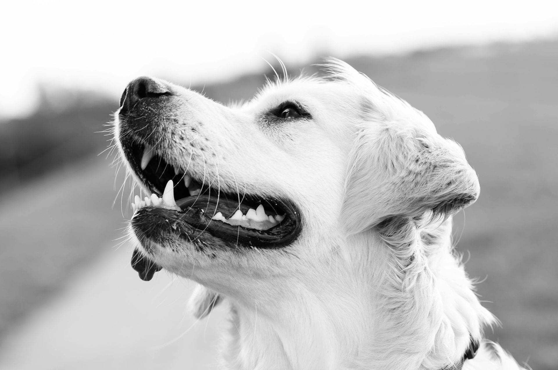 Golden Retriever met open bek, omhoog kijkend.