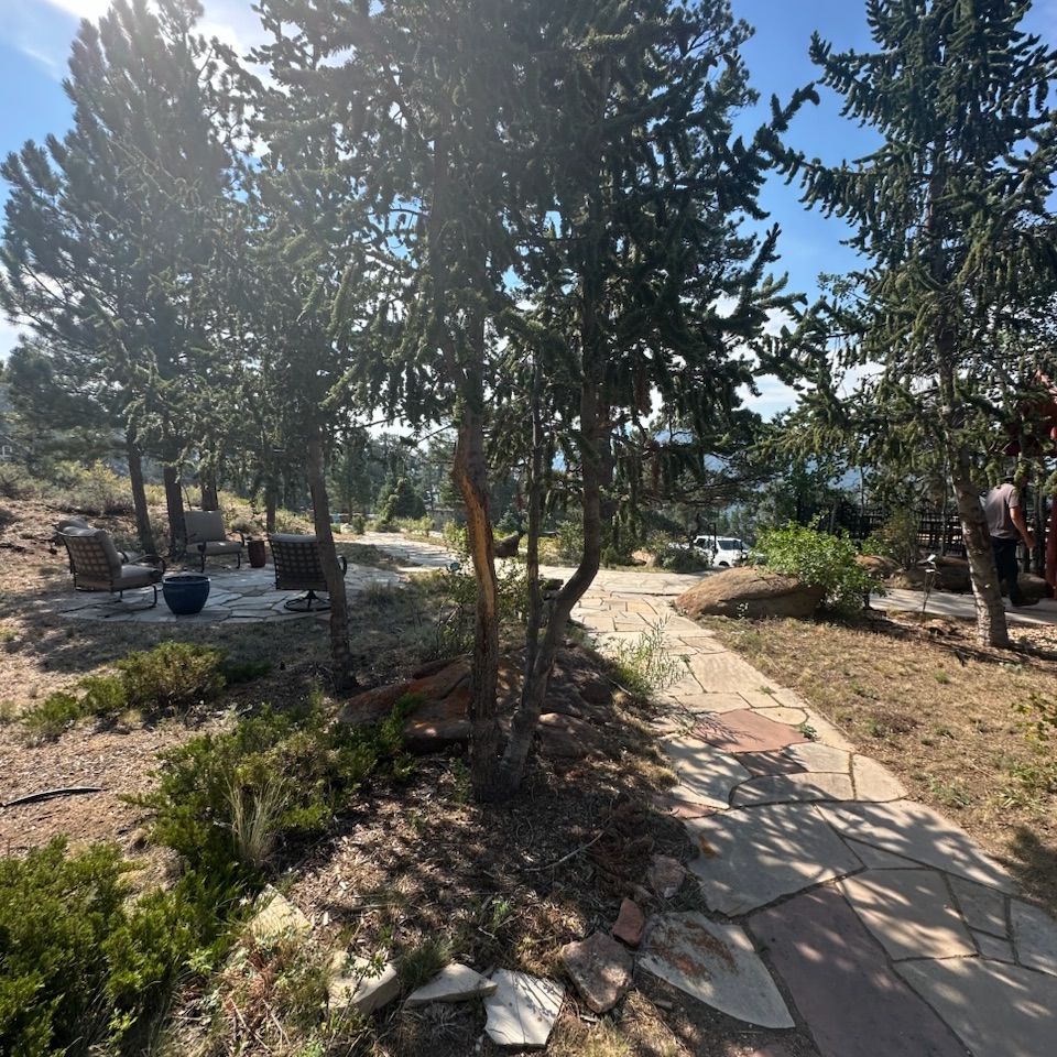 Sunny garden path with trees, stone pavers, and outdoor seating in a landscaped yard