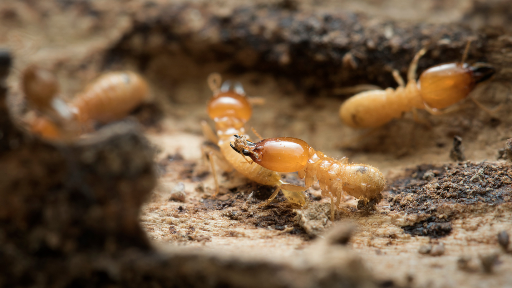 Termite Inspection Winston Salem, Kernersville, Clemmons, NC