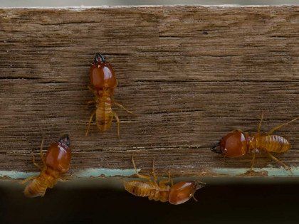 Termites