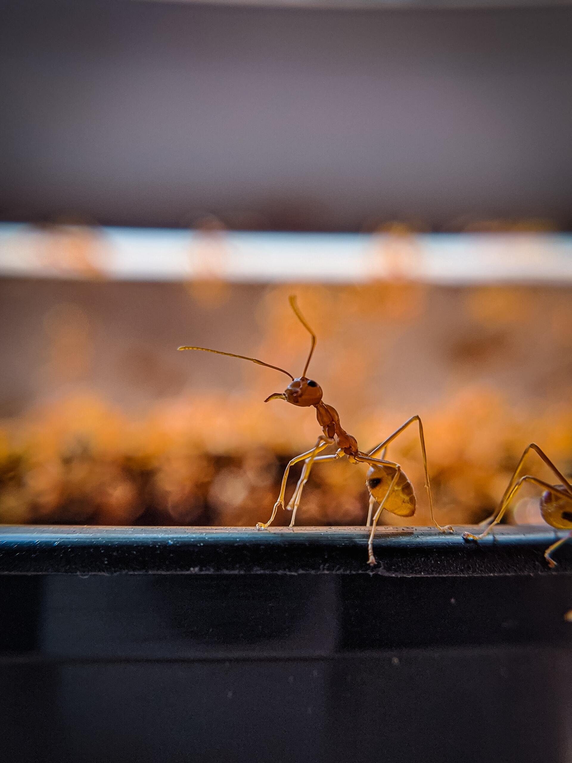 Ant