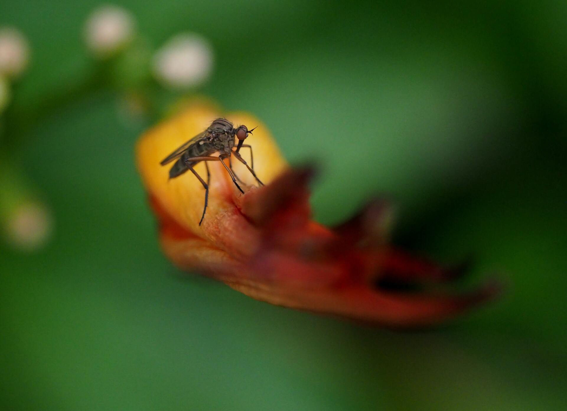 Ant