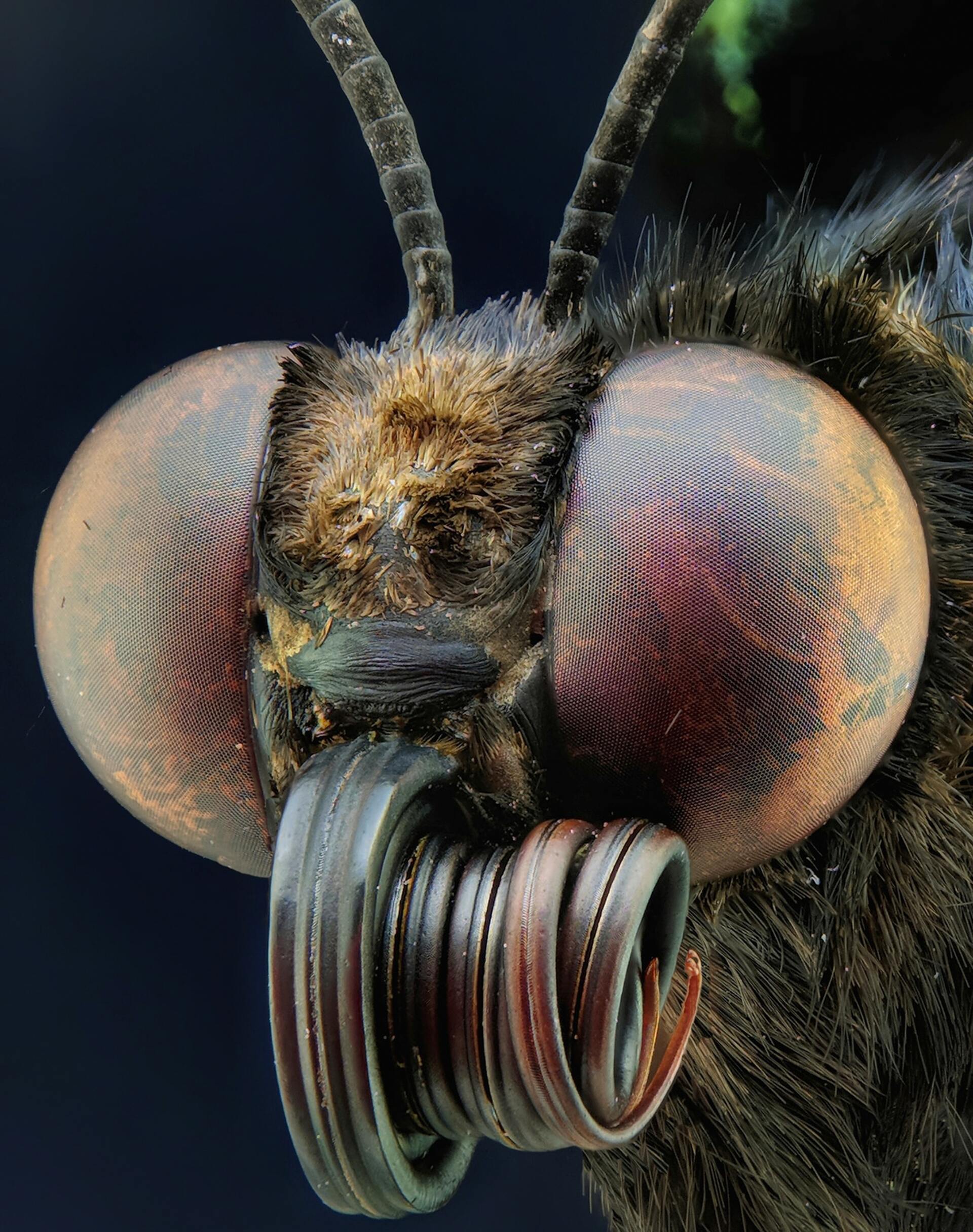 Flies