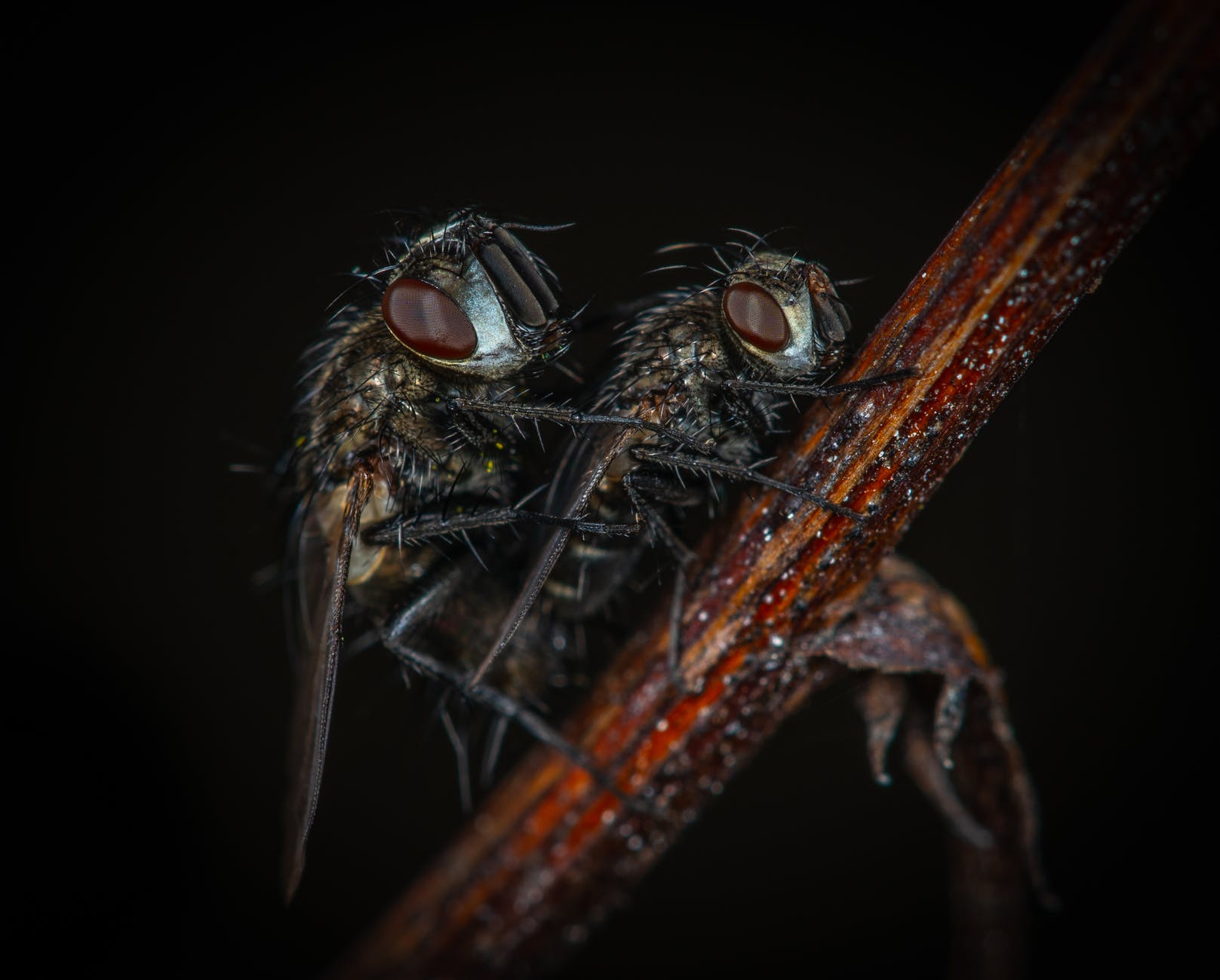 flies