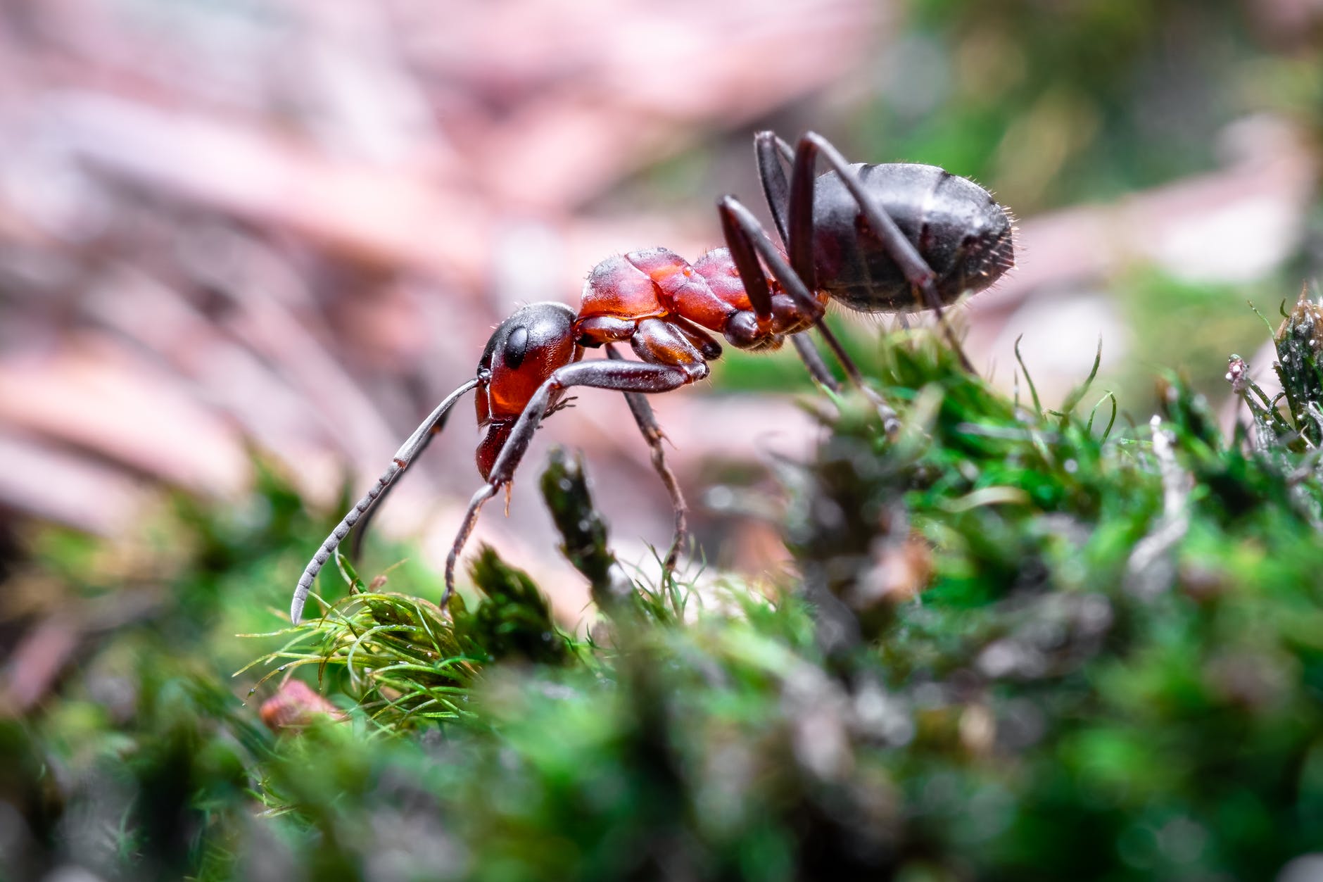 Ant
