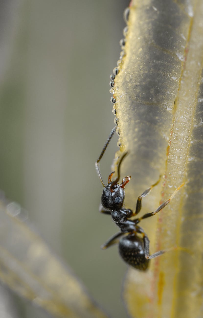ant