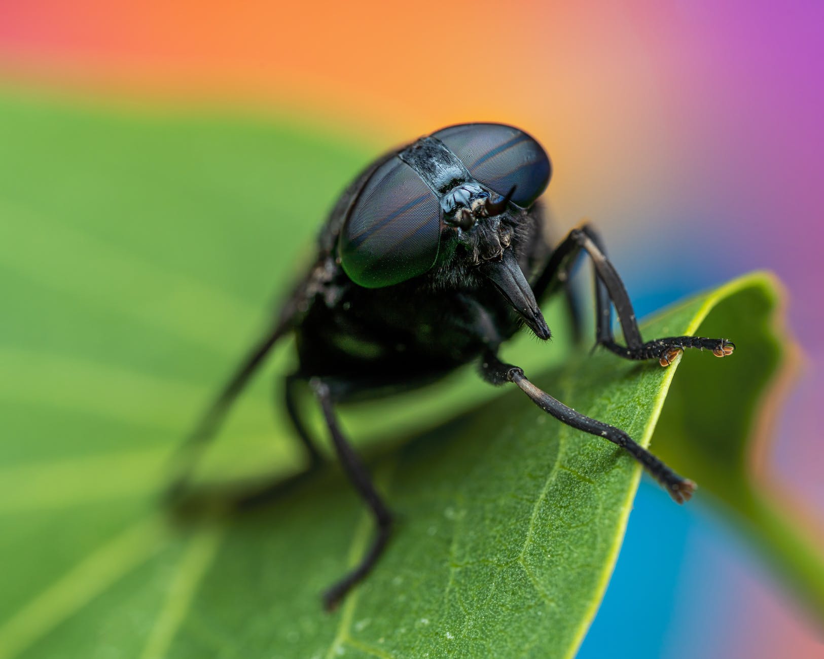 Flies