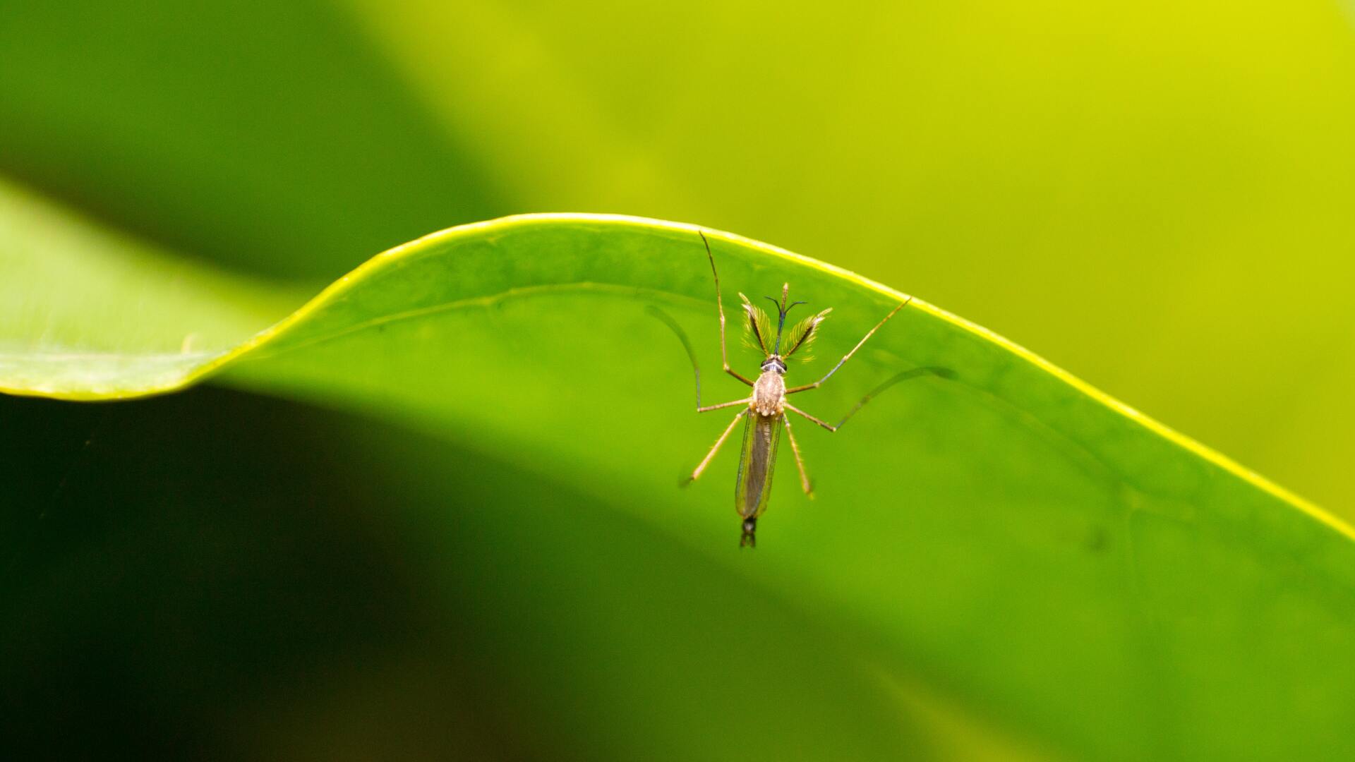 ant
