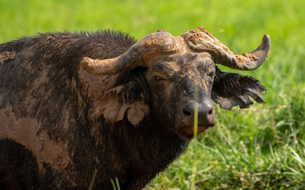 Water buffalo with large curved horns standing in a grassy field.