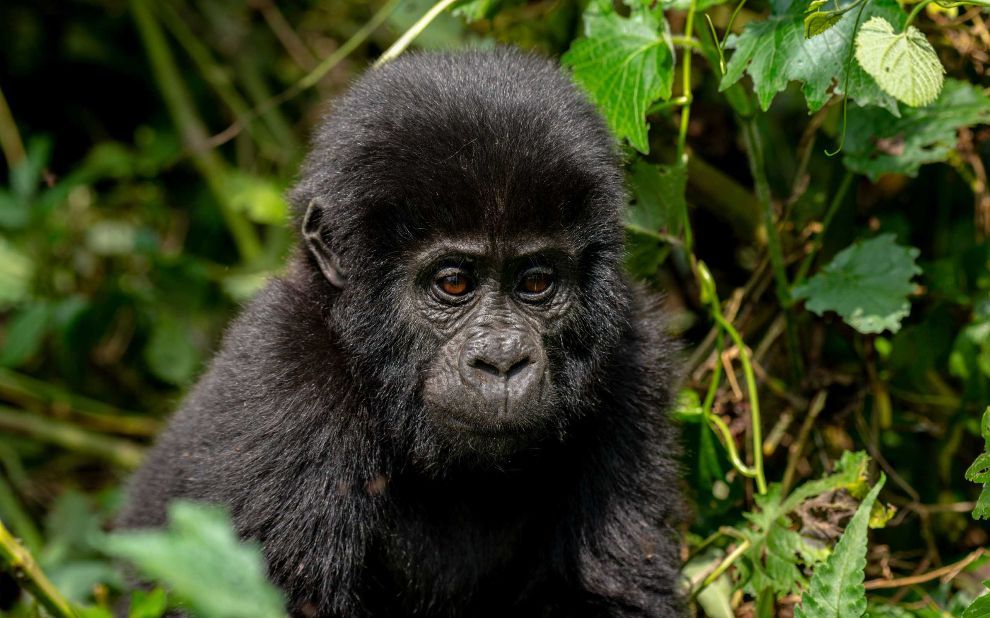 Young  monkey sitting amid green foliage, looking toward the camera.