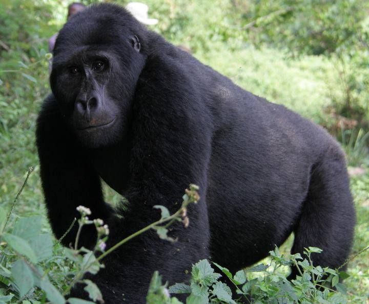 Gorilla Trekking in Uganda with Rafiki Safari