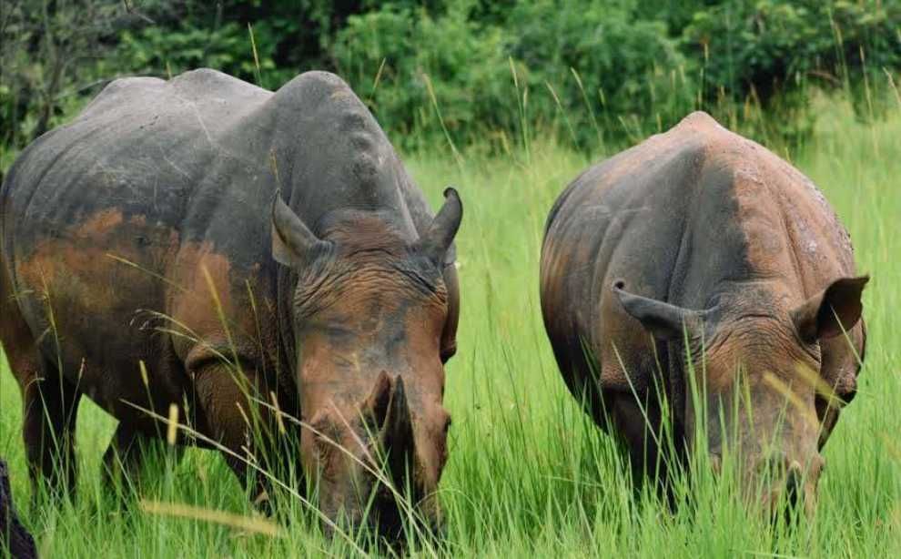 Two rhinos grazing in tall green grass, one dark gray and one brownish-gray.