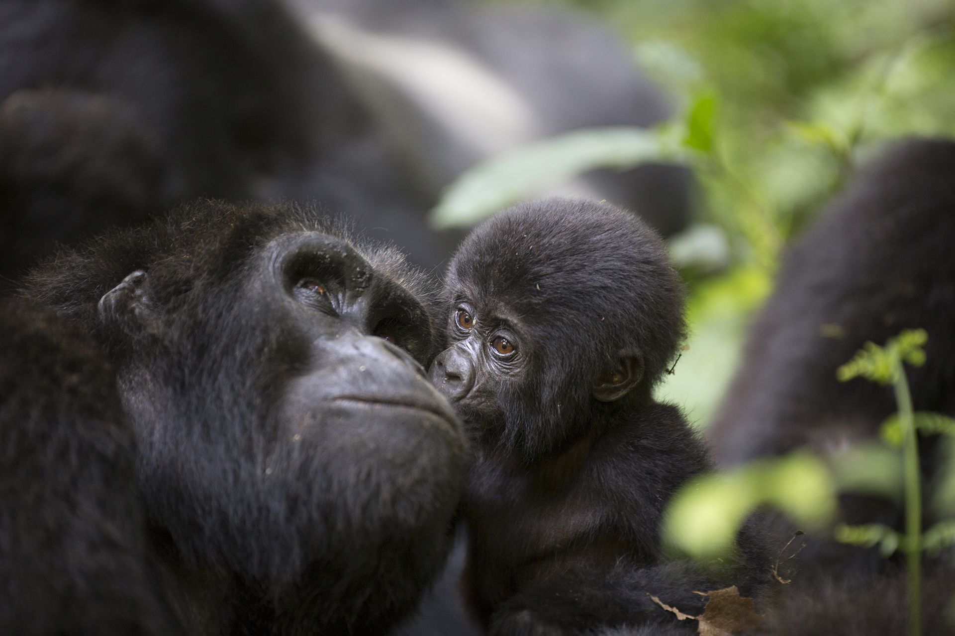 Two gorillas nuzzling in green foliage, one adult and one baby, in a close-up forest scene