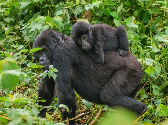Two chimpanzees sitting in a forest, one holding food, dark fur, green foliage.