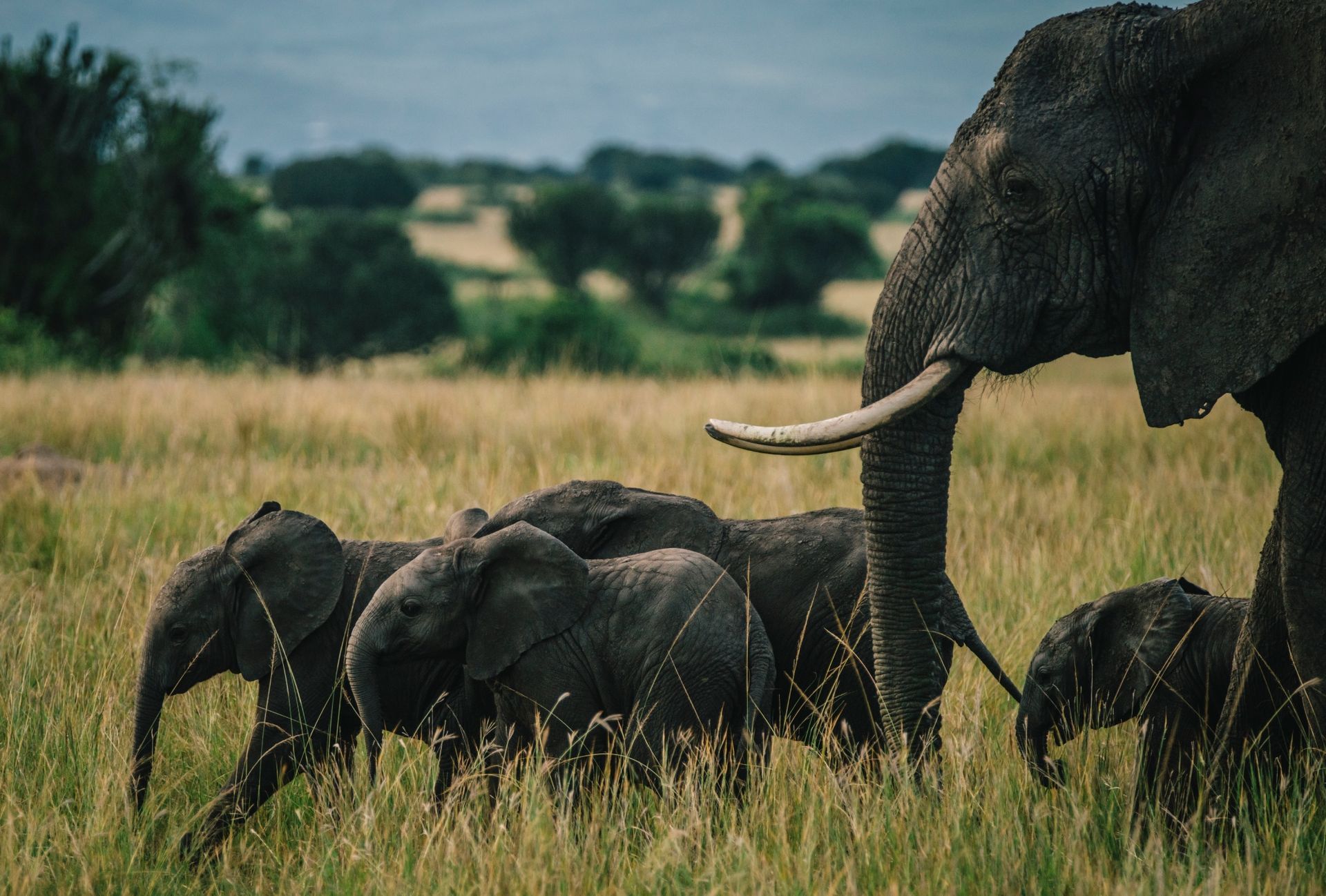 Addo Elephant National Park