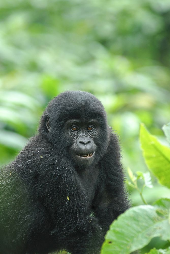 Young gorilla sits in green foliage, looking forward with a neutral expression.