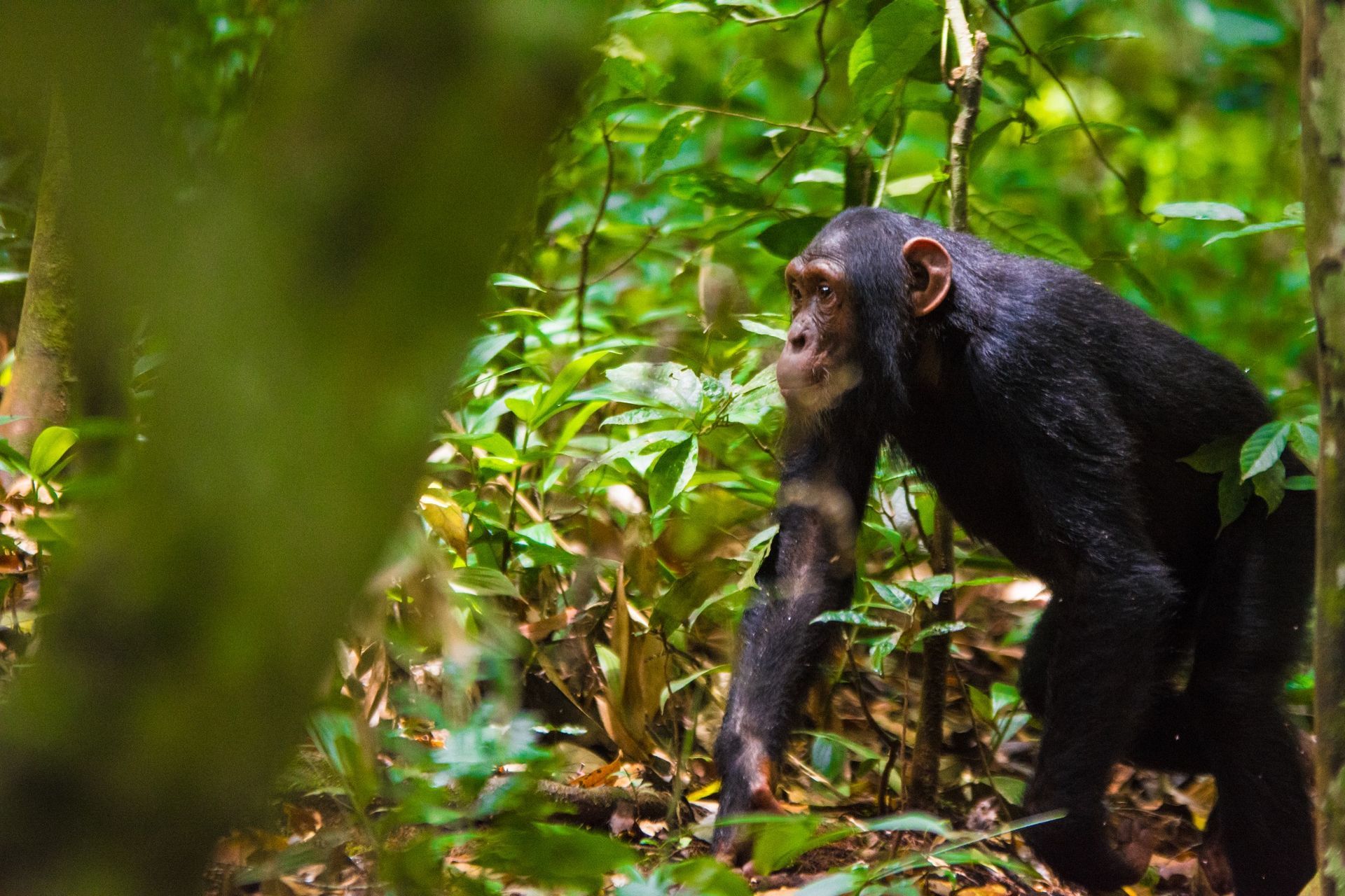 Chimpanzee walking through a lush green forest, looking to the side.