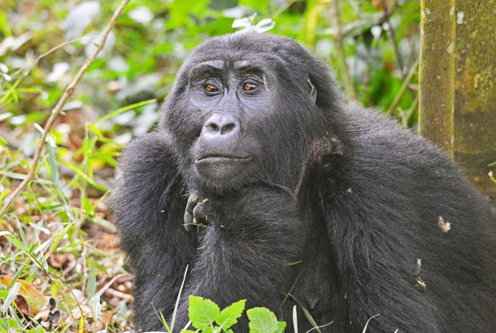 Young  monkey sitting amid green foliage, looking toward the camera.