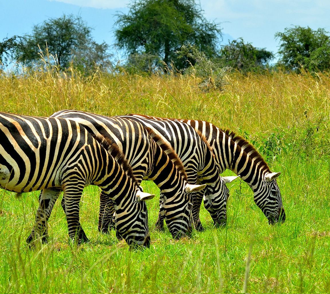 Mikumi National Park