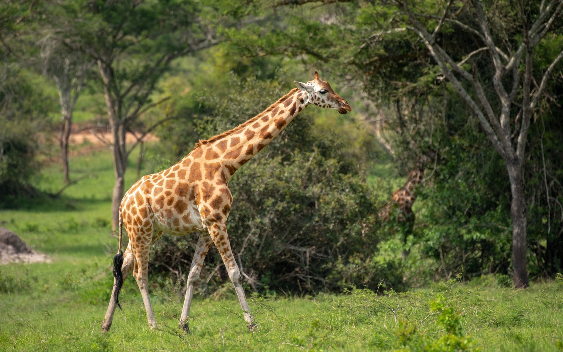 Akagera National Park