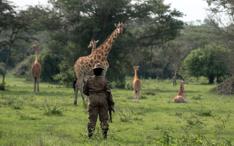 A ranger stands facing a group of giraffes in a grassy field.