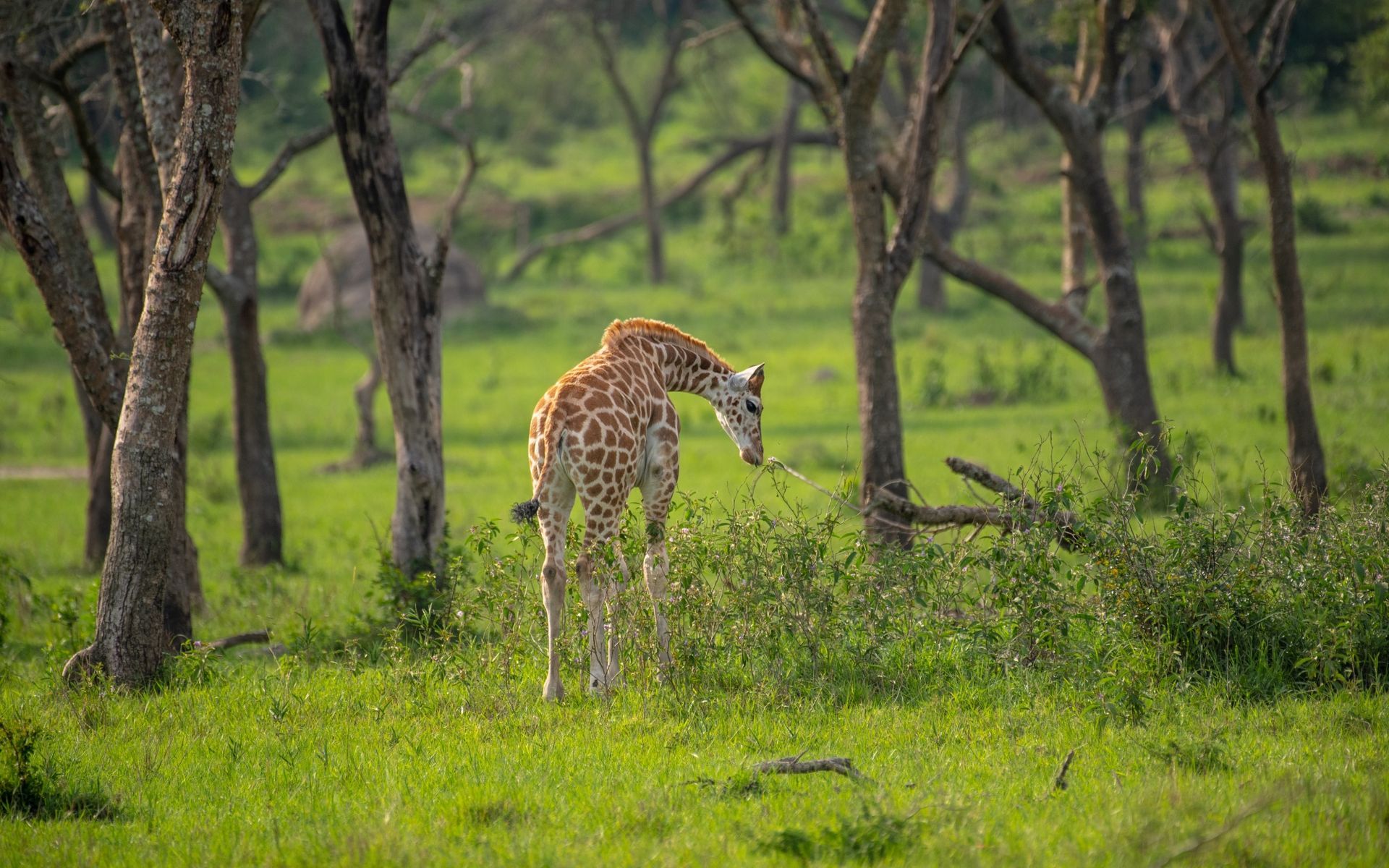 The Best Time to Visit Uganda for Gorillas, Chimps and Big Game