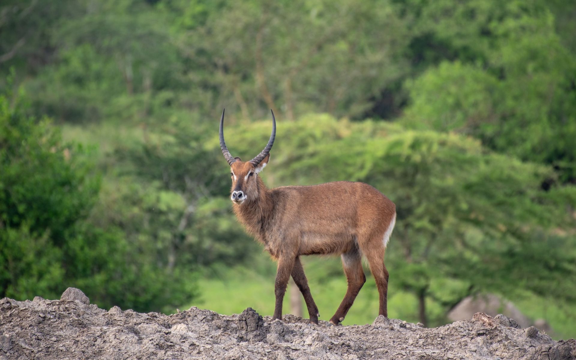 Ruaha National Park