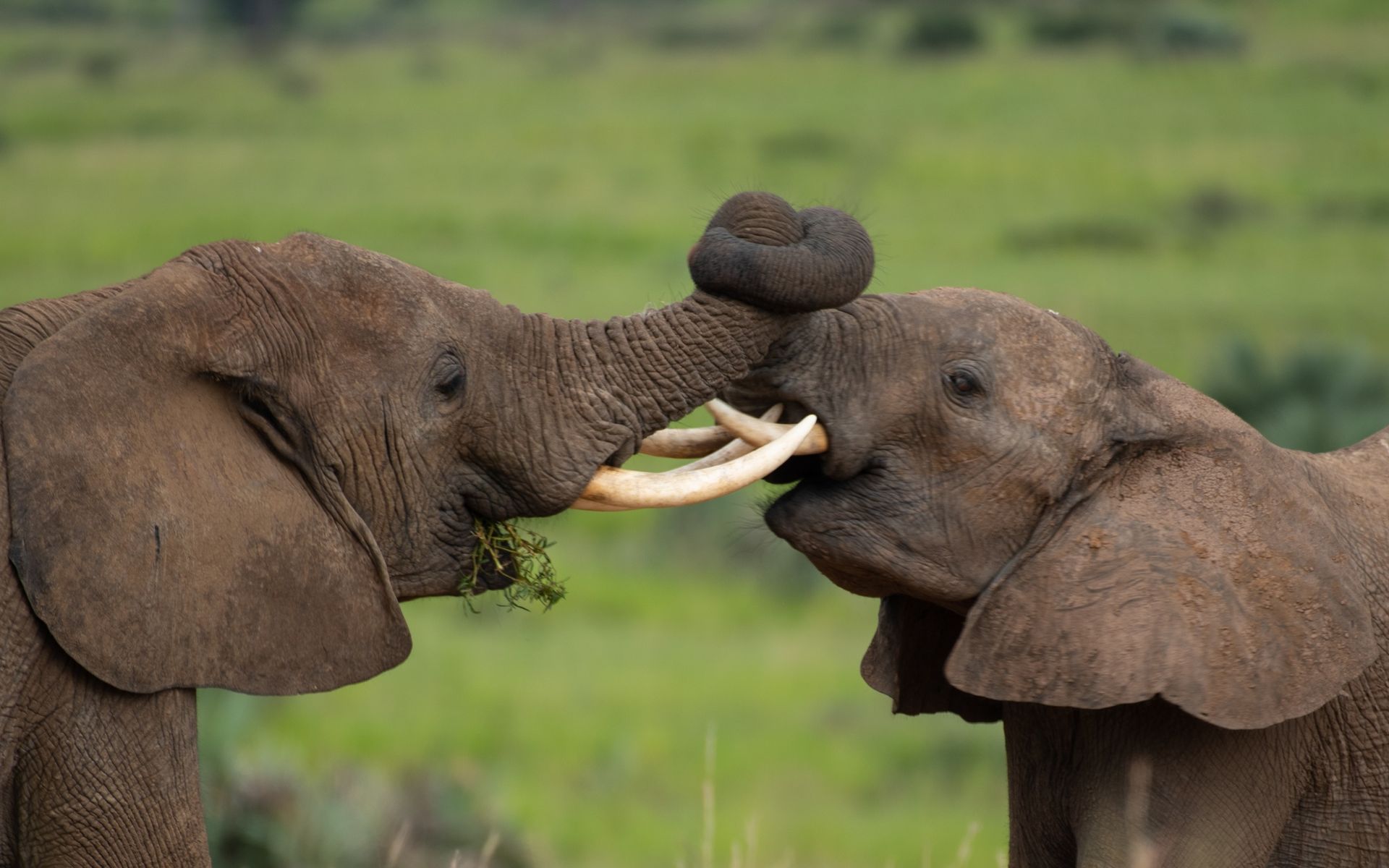 Amboseli National Park