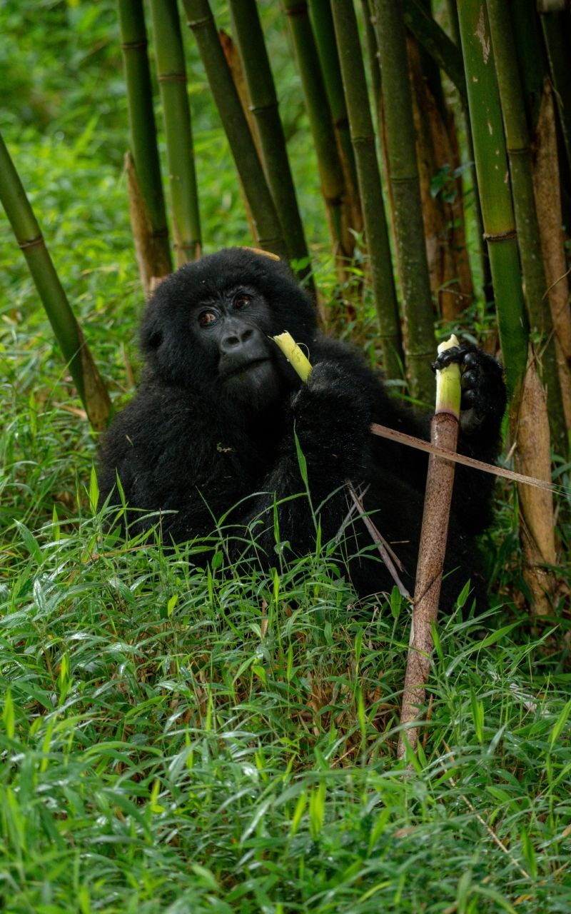 Gorilla eating bamboo stalks in a grassy, bamboo-filled environment.