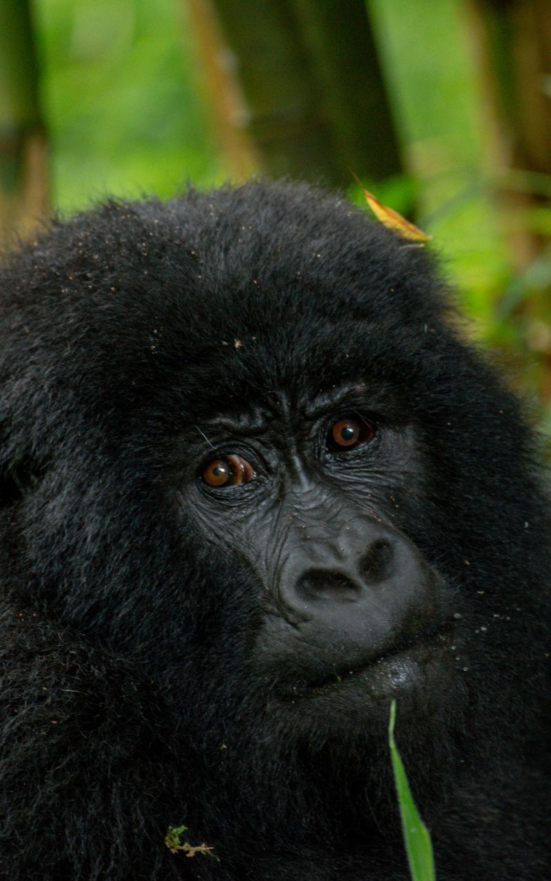 Close-up of a gorilla with dark fur and brown eyes, gazing forward. Green foliage in the background.