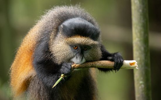 Two chimpanzees sitting in a forest, one holding food, dark fur, green foliage.