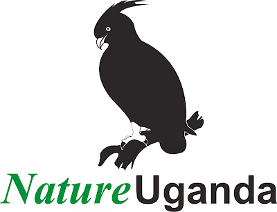 Black crested eagle silhouette perched, with 
