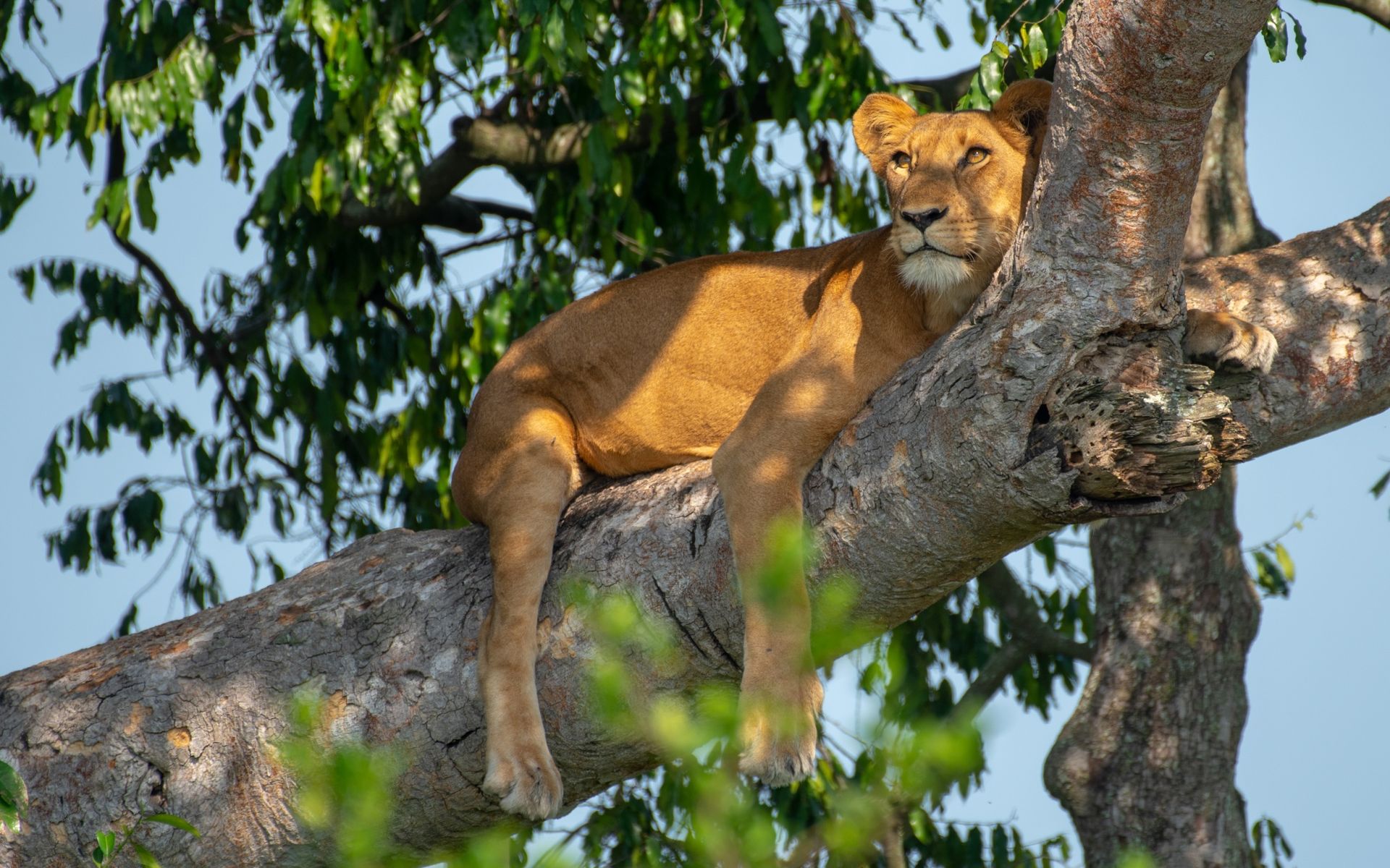Maasai Mara National Reserve