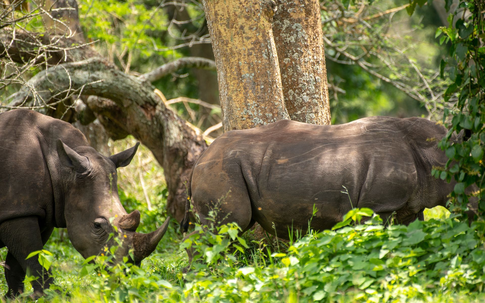 Two rhinos grazing in tall green grass, one dark gray and one brownish-gray.