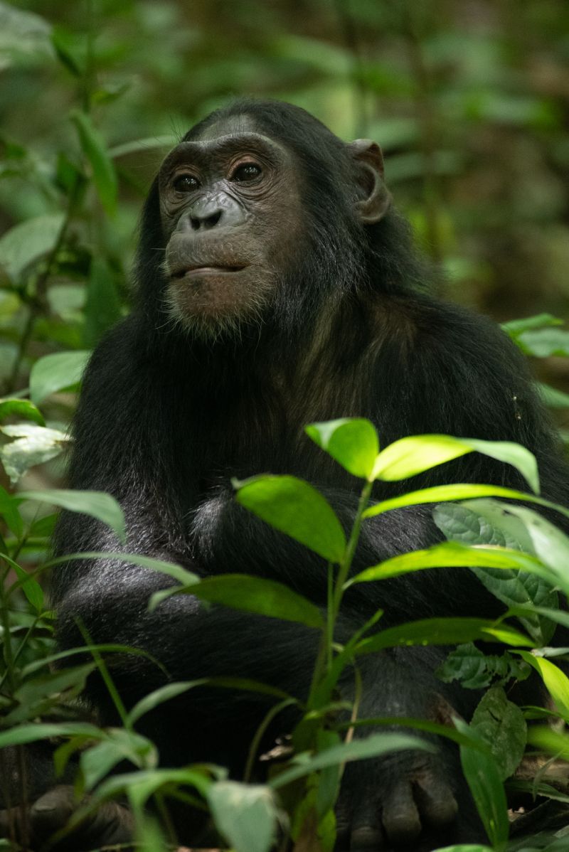 Chimpanzee sitting in lush green forest, looking thoughtful. Dark fur, gray face, leaves in foreground.