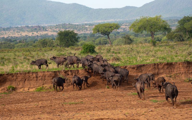 Great Migration