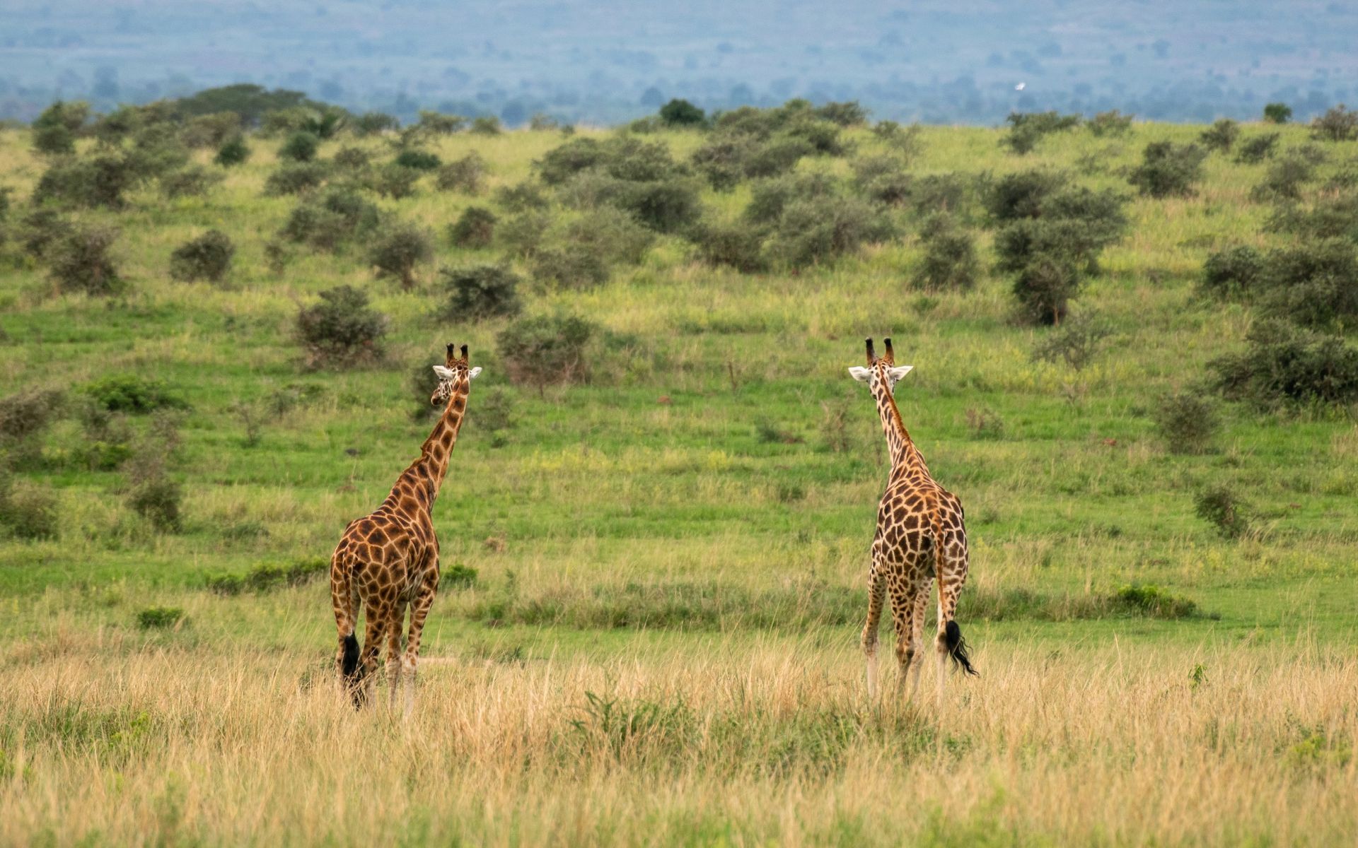Two giraffes grazing in a grassy savanna with scattered green bushes under a cloudy sky.
