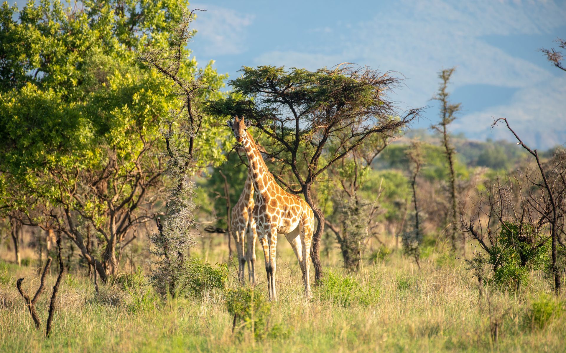 Giraffe browsing on leaves in grassy savanna, trees in background, sunny day.