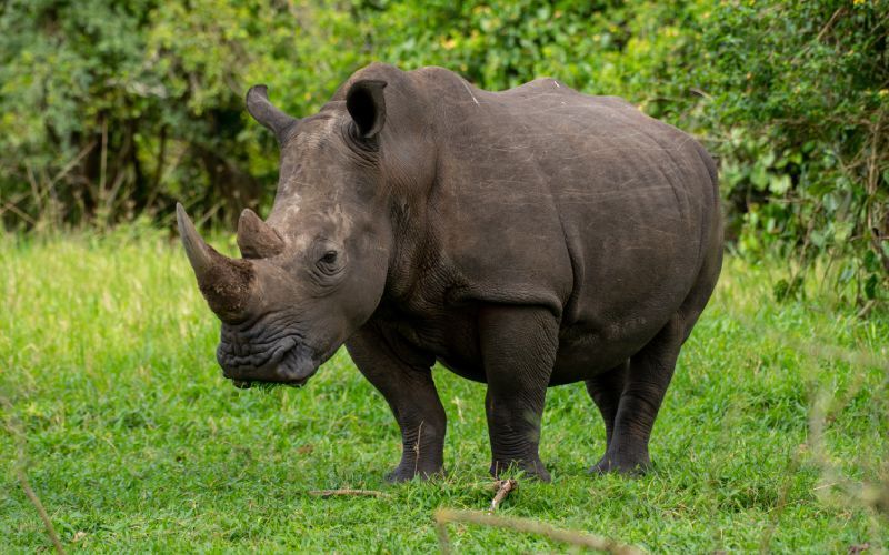 White rhino in grassy field, facing the viewer.