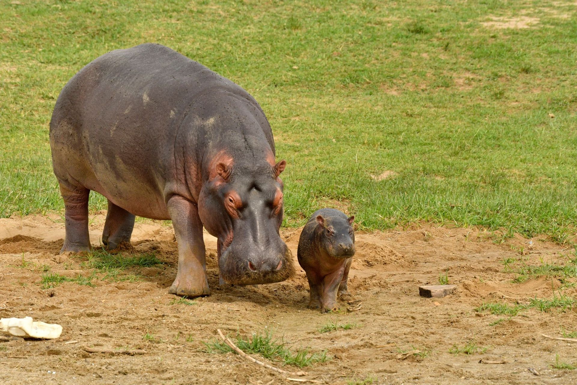 South Luangwa National Park