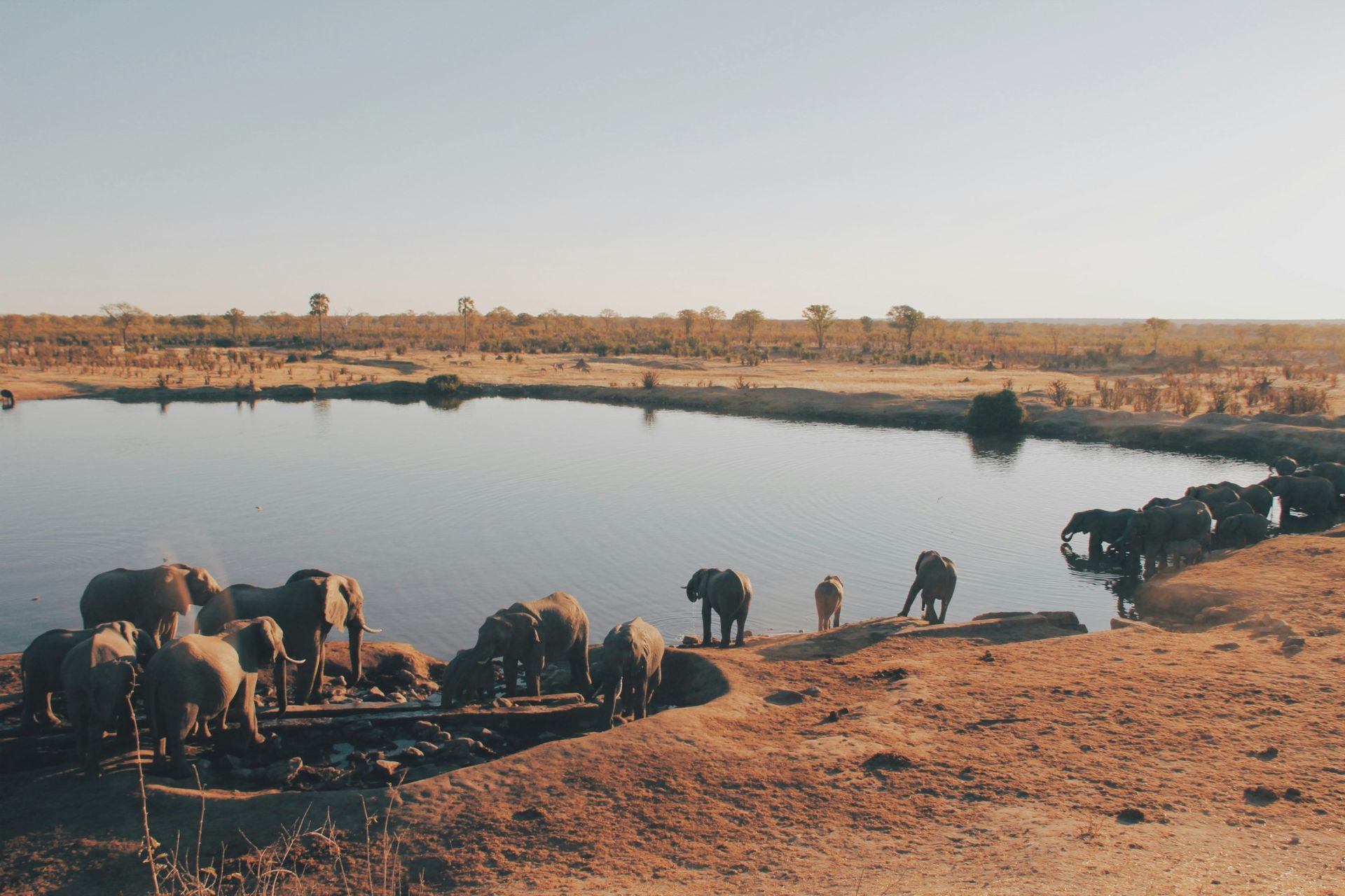 Group of elepants near the river