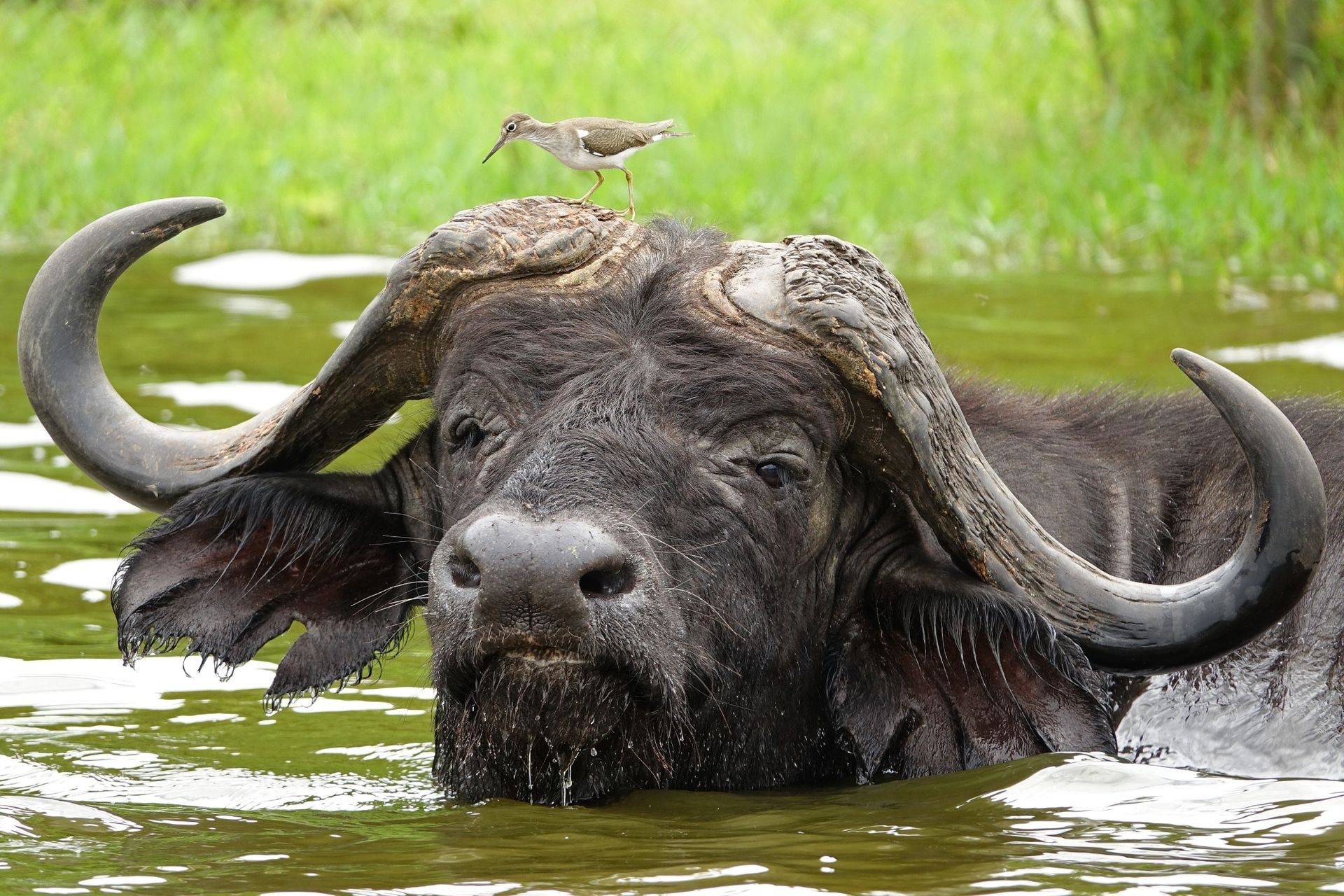 A water buffalo with large horns submerged in water, bird perched on its head.