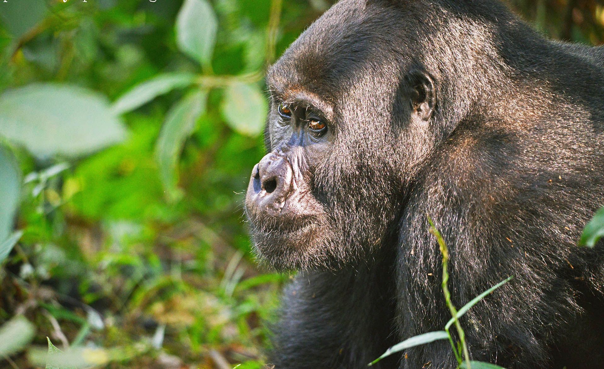 Bwindi Impenetrable National Park