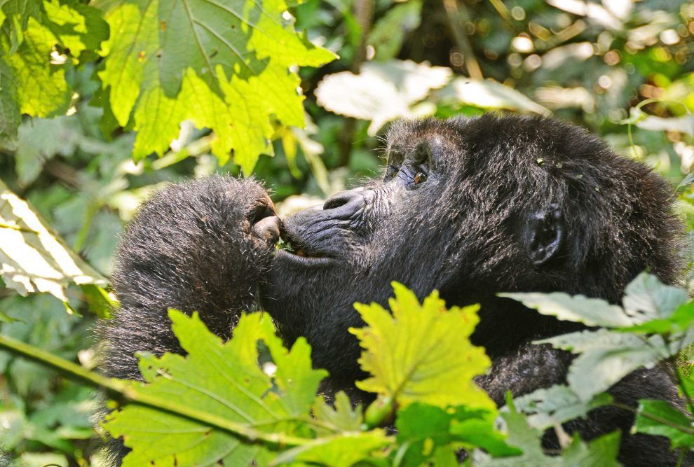 Two gorillas nuzzling in green foliage, one adult and one baby, in a close-up forest scene